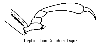 tarphius_lauri_htr.gif