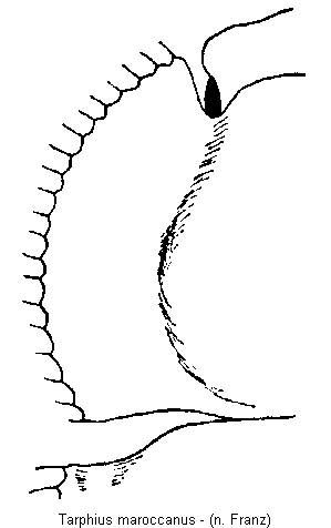 tarphius_maroccanus_hsch.gif