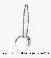 tarphius_monstrosus_int.gif