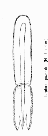 tarphius_quadratus.gif