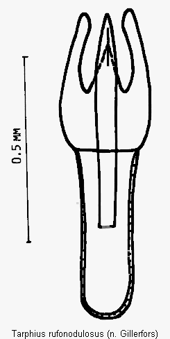 tarphius_rufonodulosus.gif