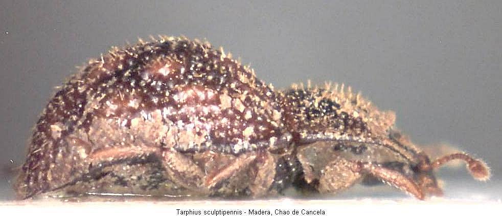 tarphius_sculptipennis_hab_seitl.jpg