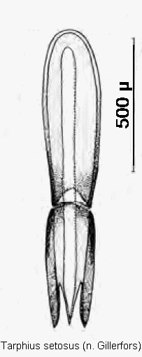 tarphius_setosus.gif