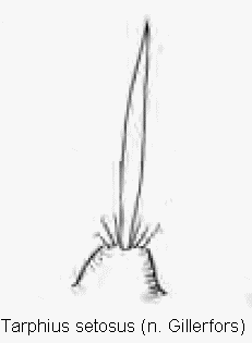 tarphius_setosus_int.gif