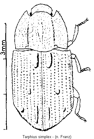 tarphius_simplex_hab.gif
