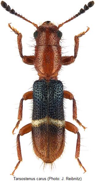 tarsostenus_carus_hab.jpg