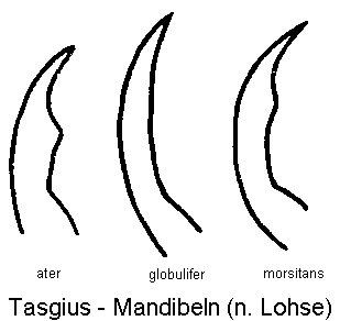 tasgius_mandibel.gif