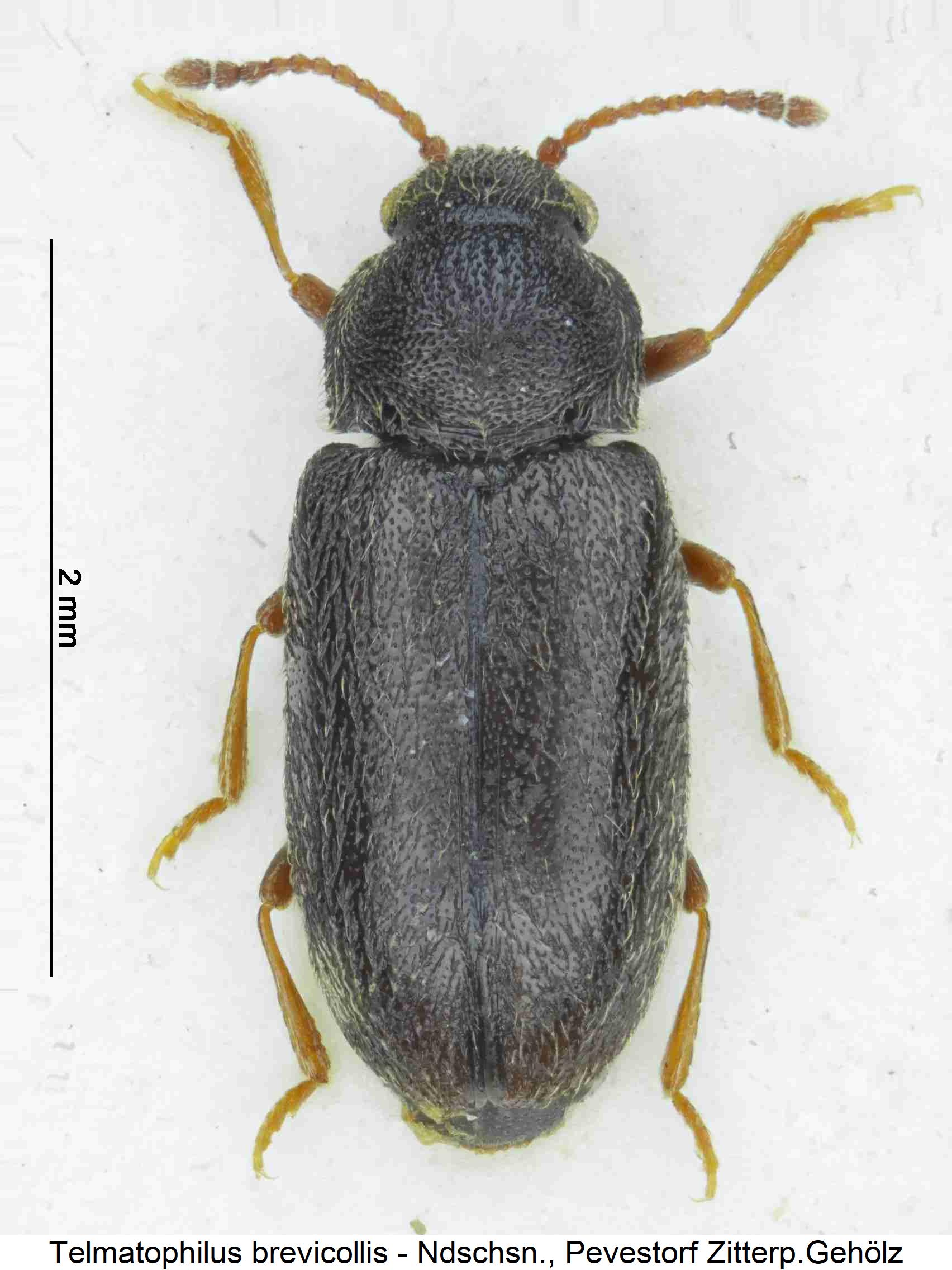 telmatophilus_brevicollis_hab.jpg