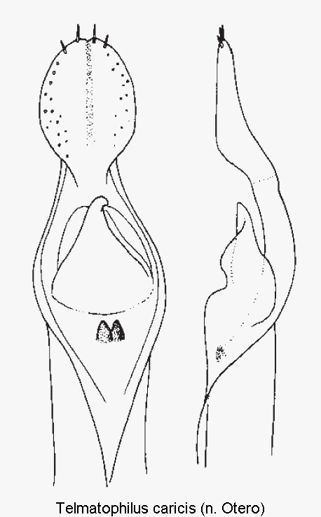 telmatophilus_caricis.gif
