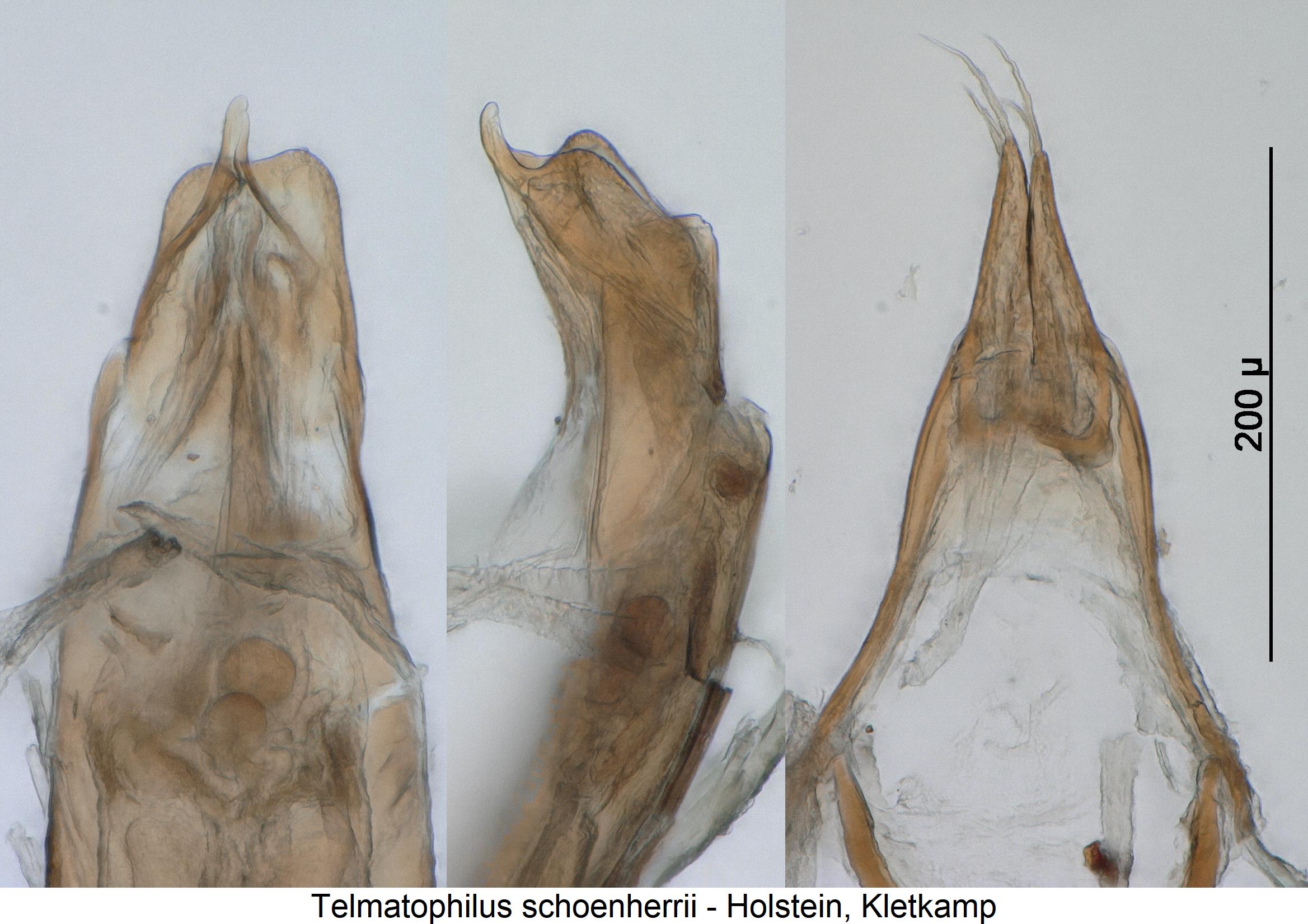 telmatophilus_schoenherrii1.jpg