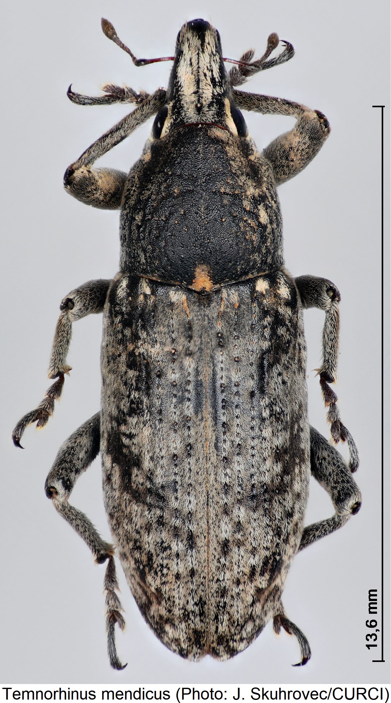 temnorhinus_mendicus_hab.jpg