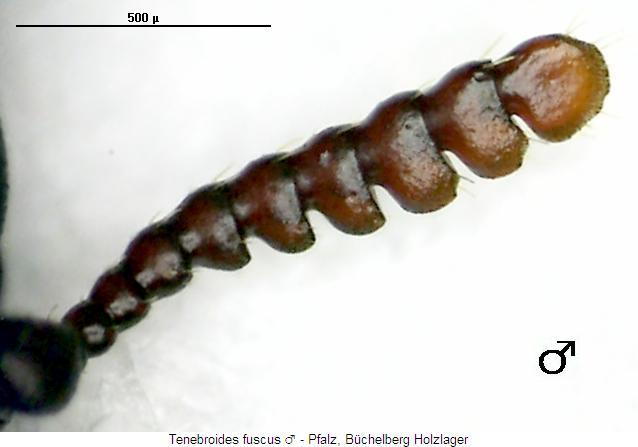 tenebroides_fuscus_f.jpg