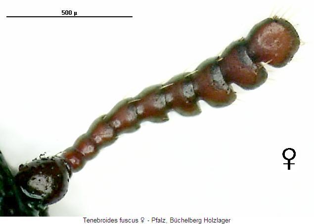 tenebroides_fuscus_w_f.jpg