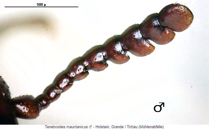 tenebroides_mauritanicus_f.jpg