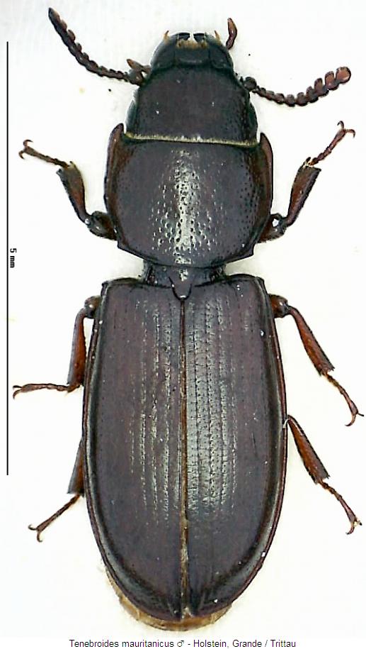 tenebroides_mauritanicus_hab.jpg