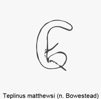 teplinus_matthewsi_sperm.gif