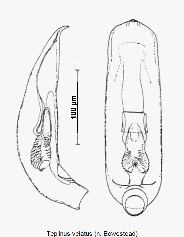 teplinus_velatus.gif