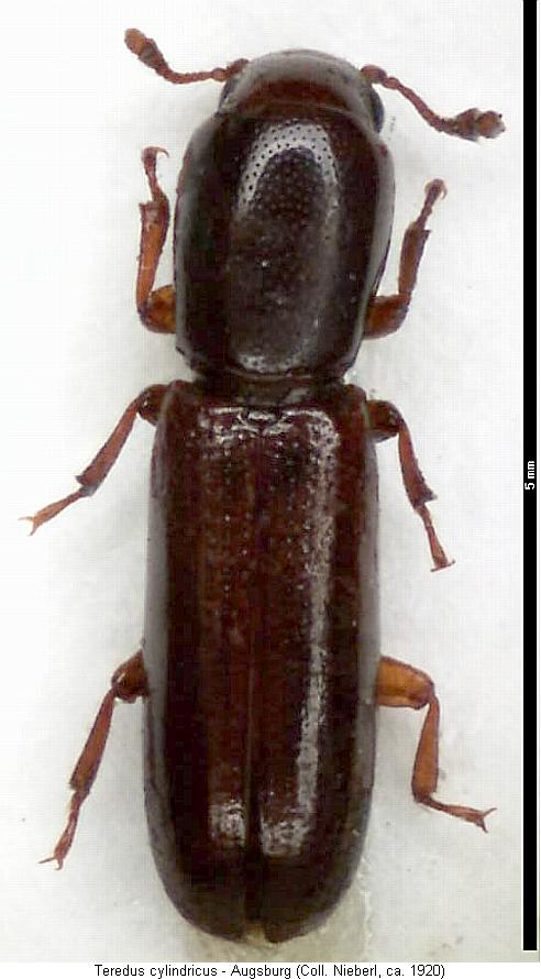 teredus_cylindricus_hab.jpg