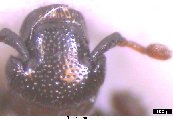 teretrius_rothi_k.jpg