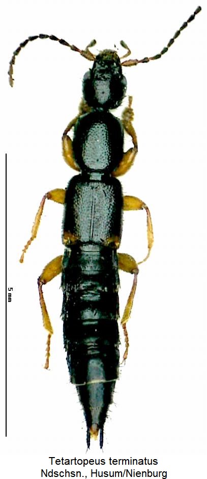tetartopeus_terminatus_hab.jpg