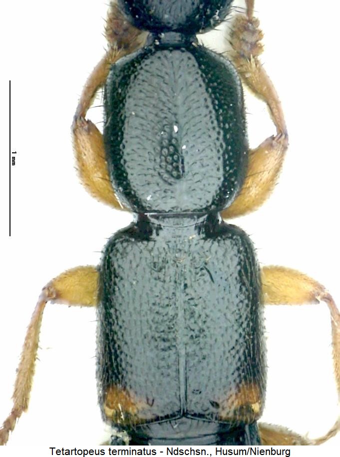 tetartopeus_terminatus_vk.jpg
