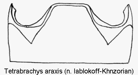 tetrabrachys_araxis_abd.gif