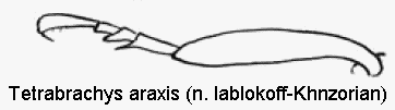 tetrabrachys_araxis_htr.gif