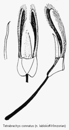 tetrabrachys_connatus.gif