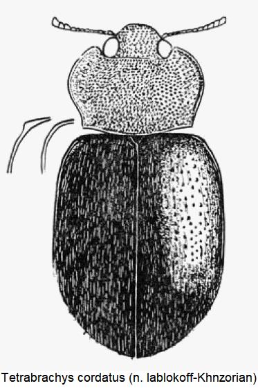 tetrabrachys_cordatus_hab.jpg