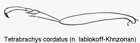 tetrabrachys_cordatus_htr.gif
