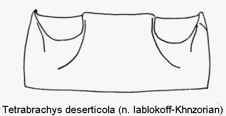 tetrabrachys_deserticola_abd.gif