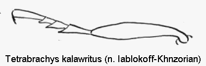 tetrabrachys_kalawritus_htr.gif