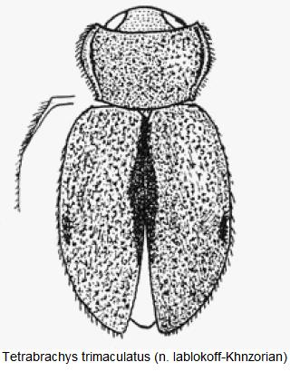 tetrabrachys_trimaculatus_hab.jpg