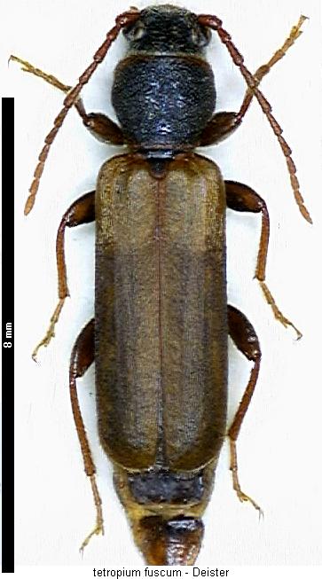 tetropium_fuscum_hab.jpg