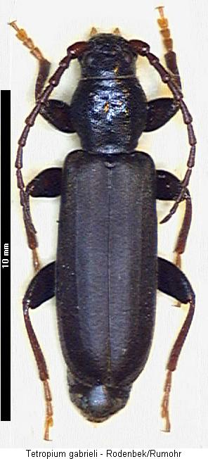 tetropium_gabrieli_hab.jpg