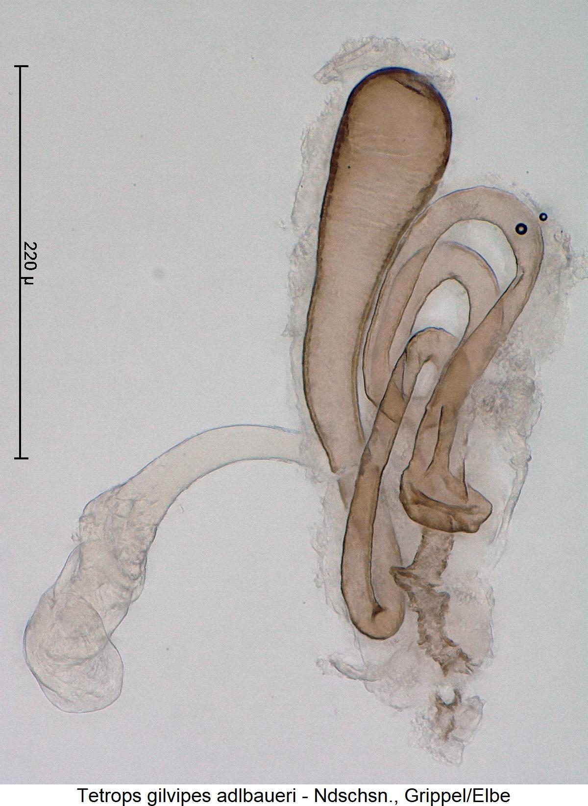 tetrops_adlbaueri_sperm3.jpg