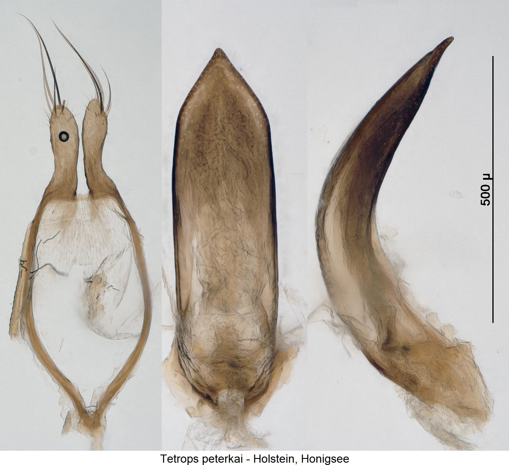 tetrops_peterkai-2.jpg