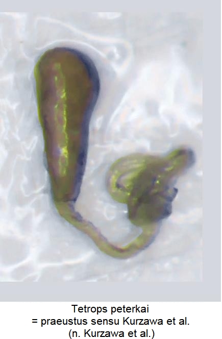 tetrops_peterkai=praeustus_sensu_kurzawa.jpg