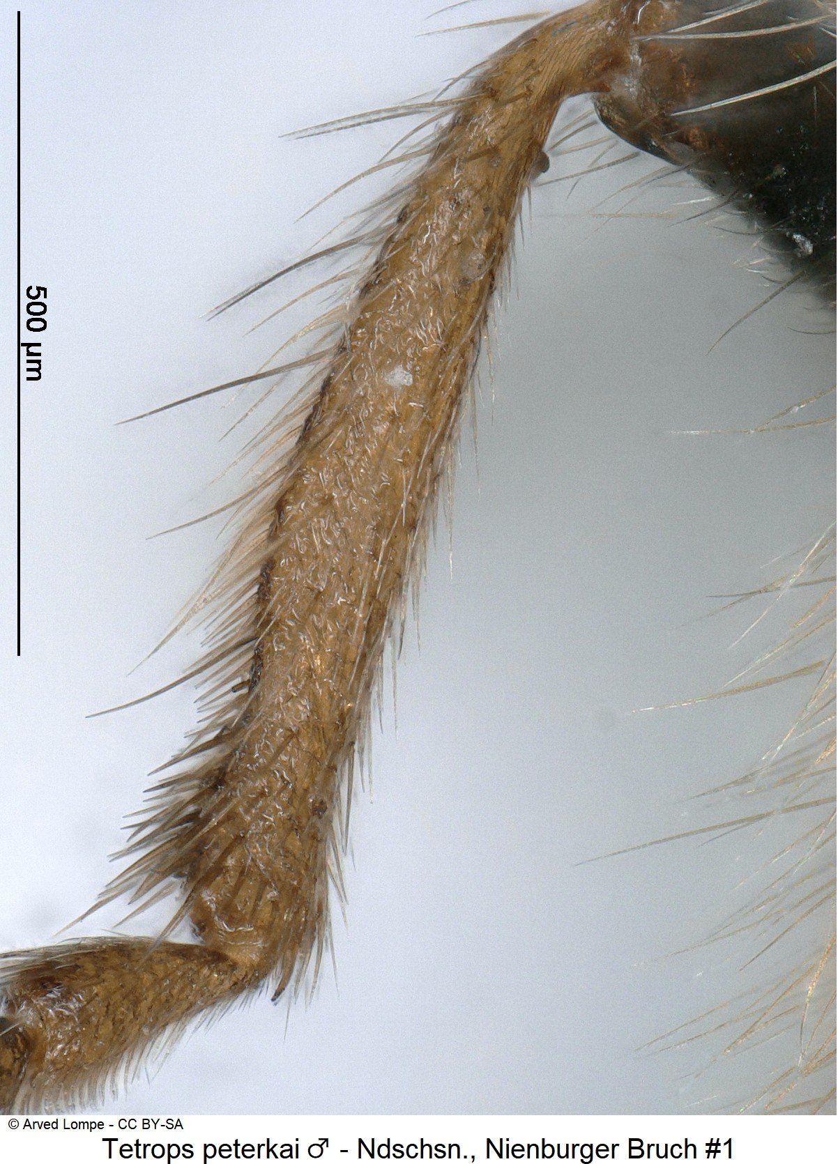 tetrops_peterkai_ck35742071_mschn.jpg