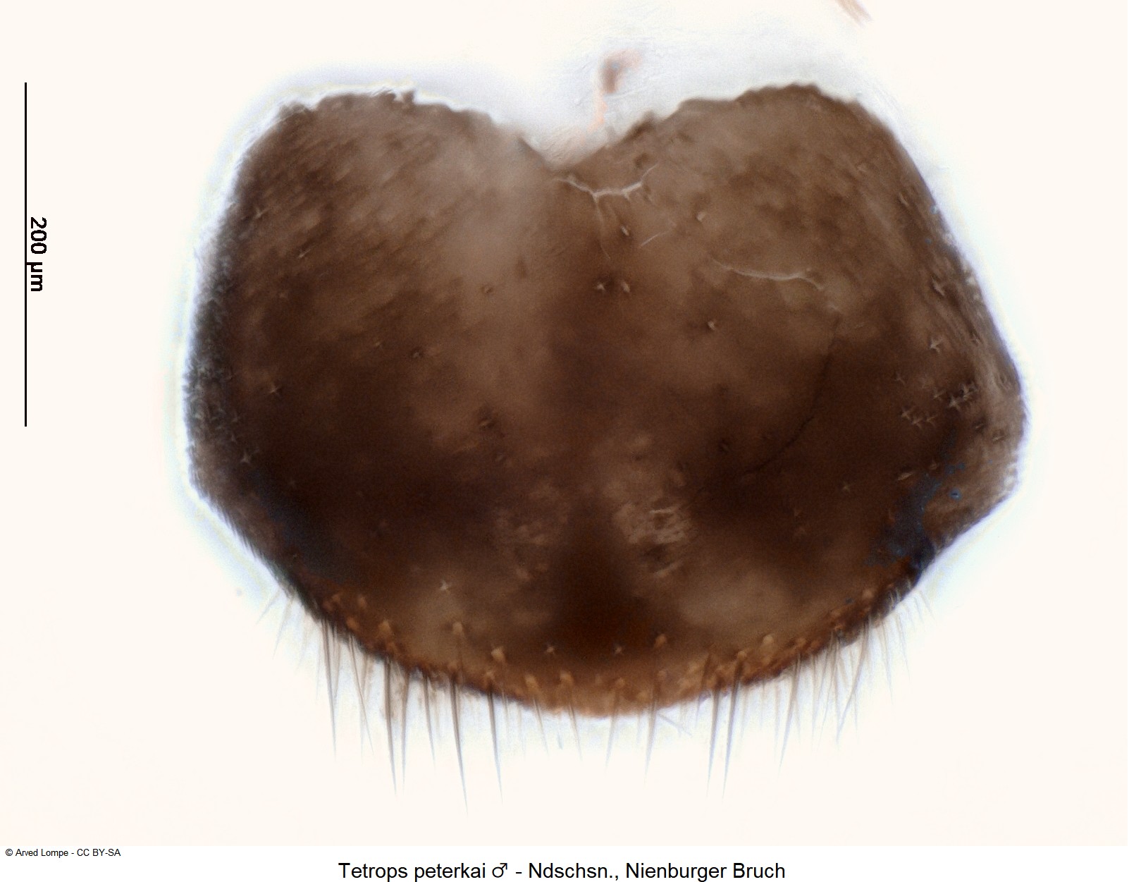 tetrops_peterkai_m_ck35742071_ter.jpg