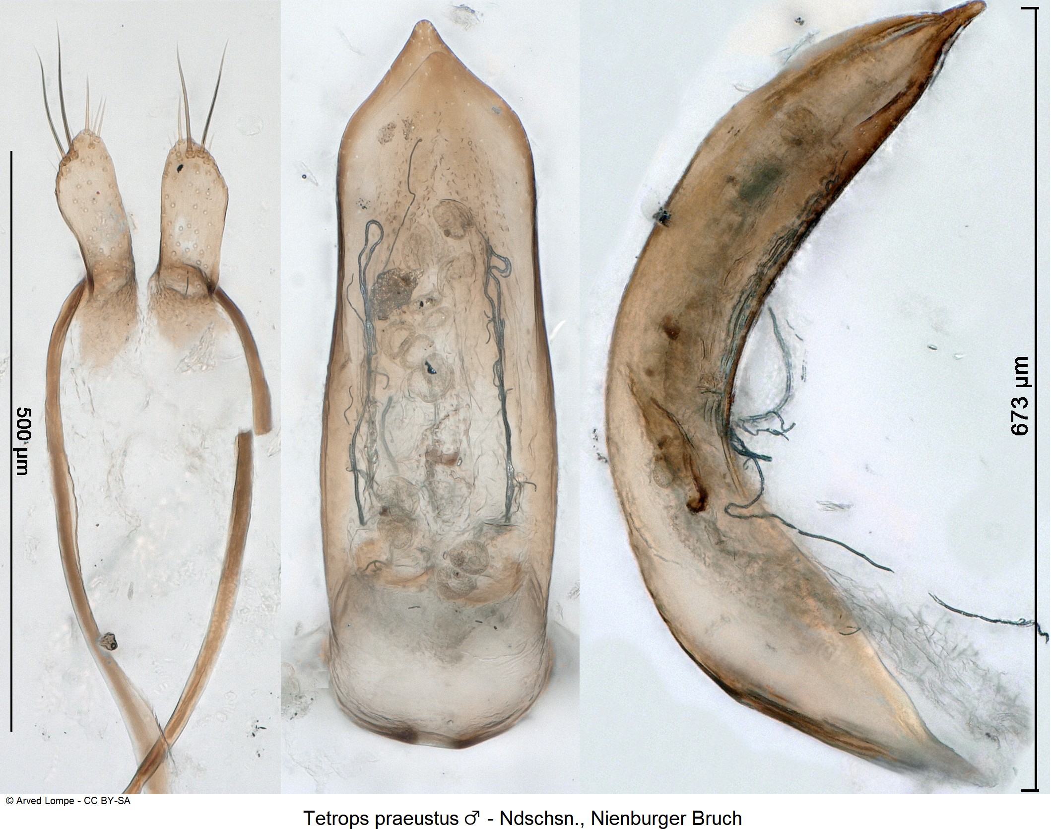tetrops_praeustus_m_ck35742080.jpg