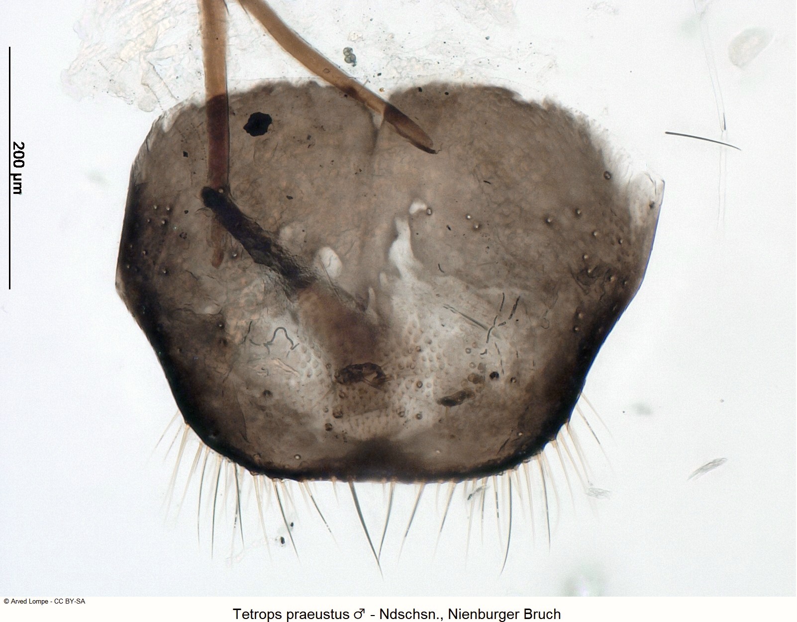 tetrops_praeustus_m_ck35742080_ter.jpg