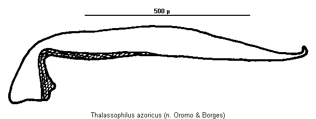 thalassophilus_azoricus.gif