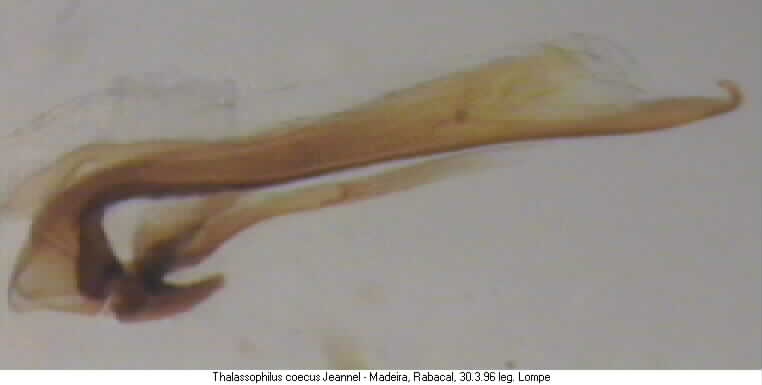 thalassophilus_coecus.jpg