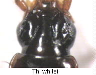 thalassophilus_whitei_k.jpg
