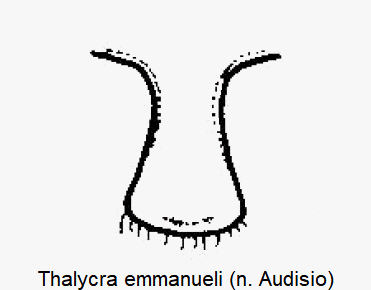 thalycra_emmanueli_vbr.gif
