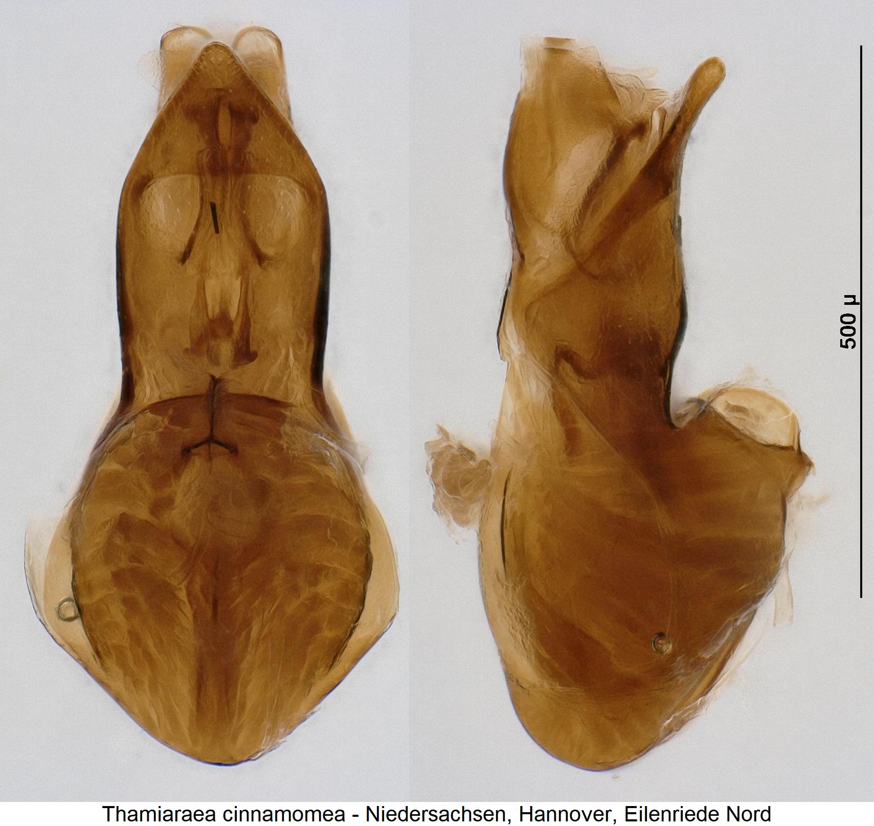 thamiaraea_cinnamomea1.jpg