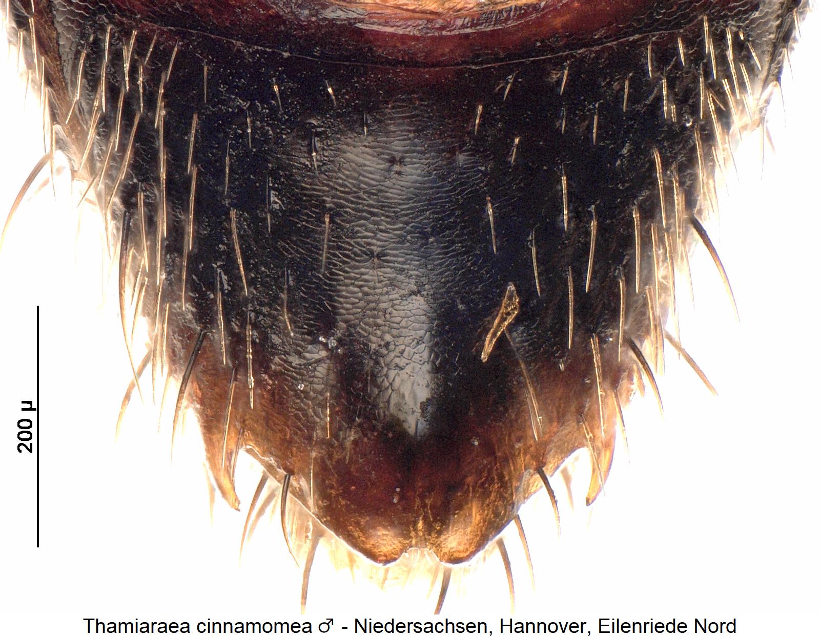 thamiaraea_cinnamomea_m_ter.jpg