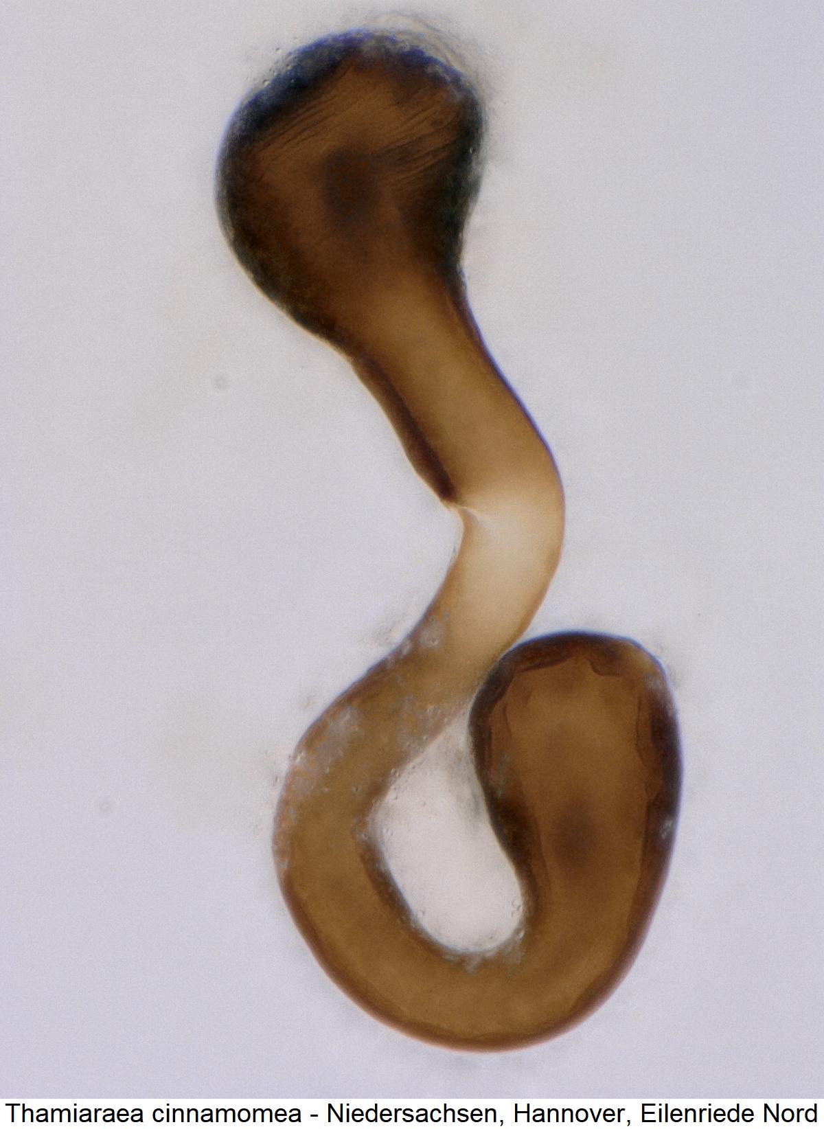 thamiaraea_cinnamomea_sperm.jpg