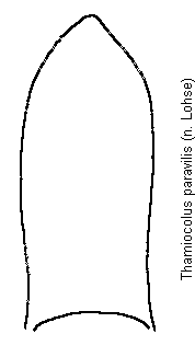 thamiocolus_paravilis.gif